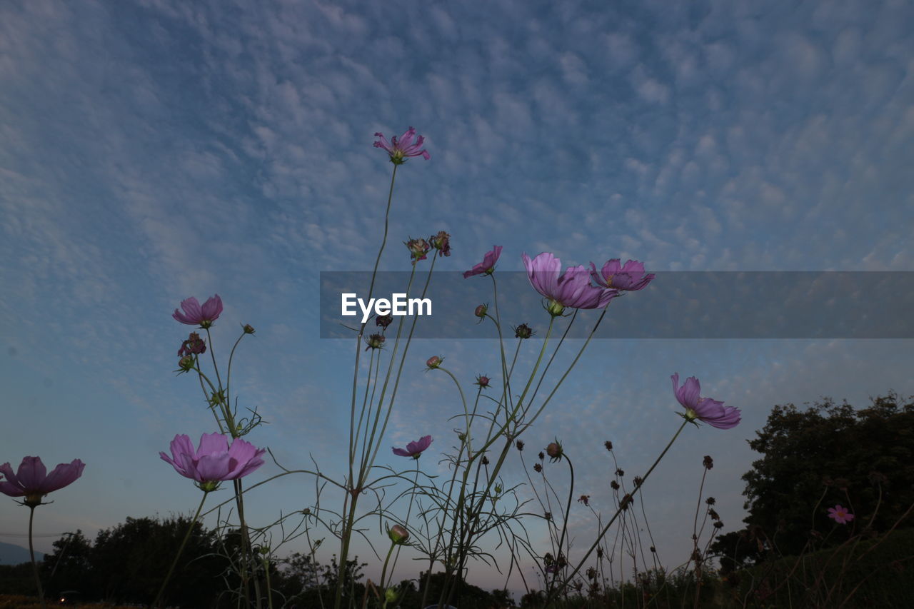 plant, flower, flowering plant, sky, pink, nature, beauty in nature, cloud, no people, freshness, growth, outdoors, fragility, low angle view, multi colored, purple, environment, grass, day, tree, tranquility, petal