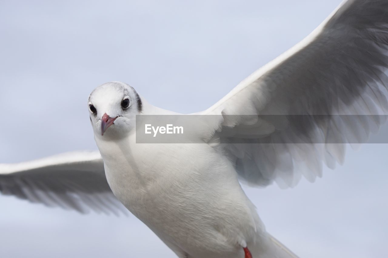 CLOSE-UP OF SEAGULL FLYING AGAINST SKY