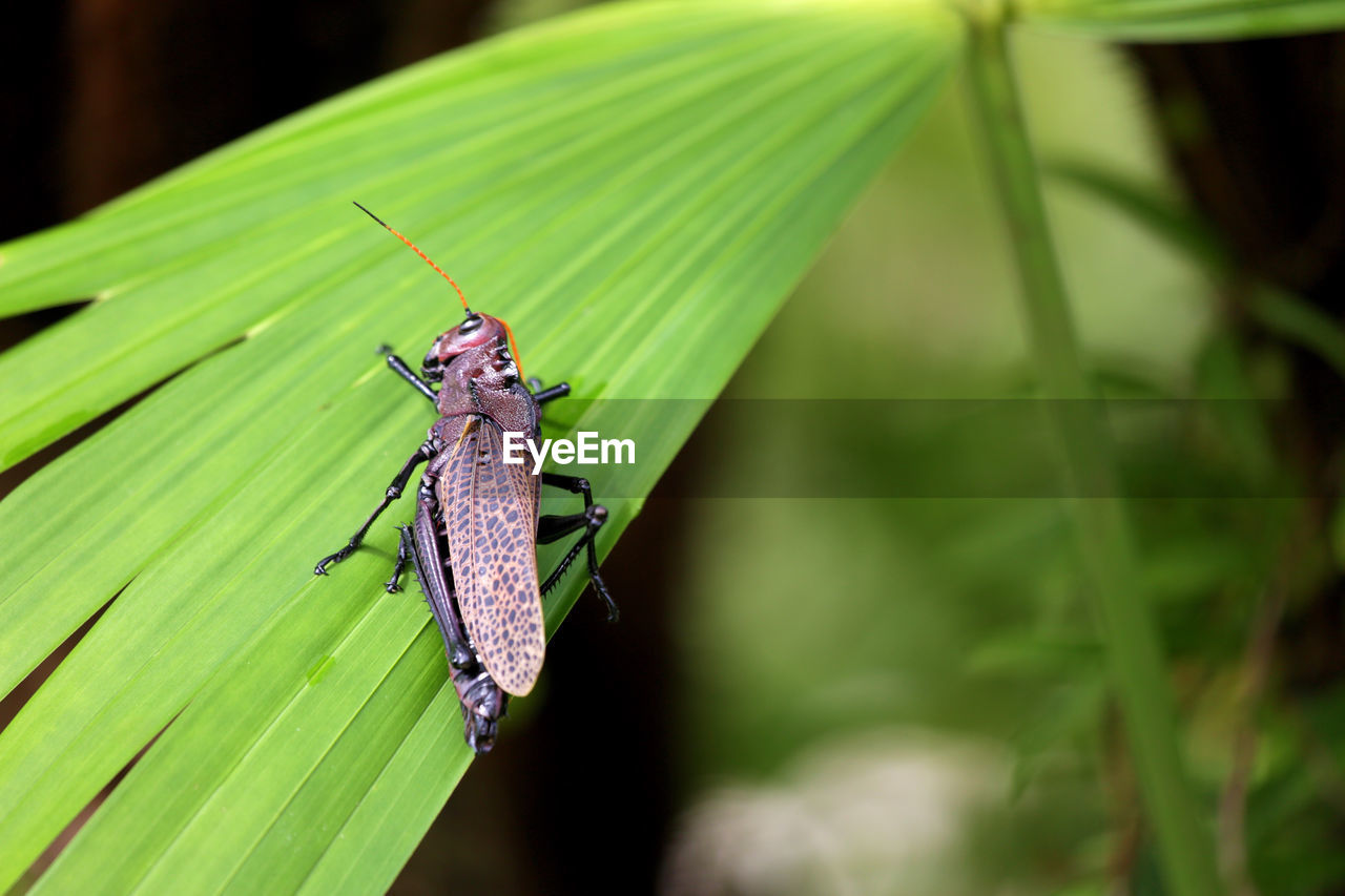 CLOSE-UP OF GRASSHOPPER ON PLANT