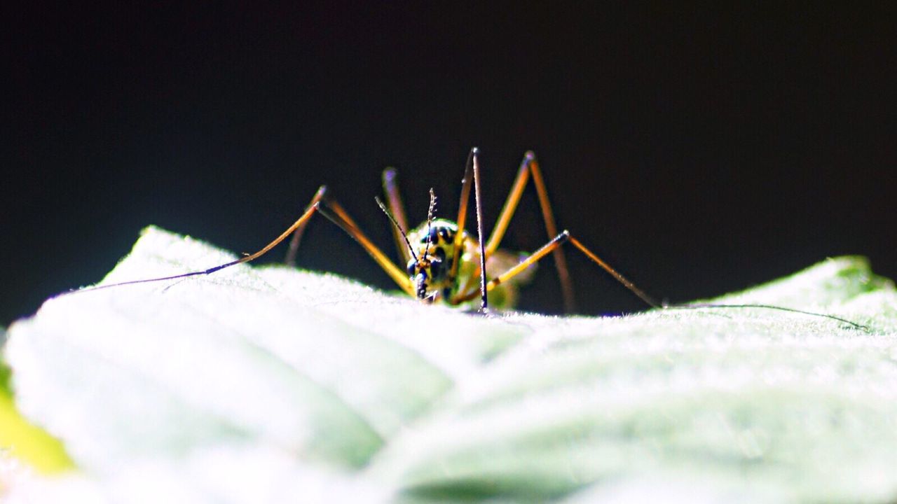 CLOSE-UP OF SPIDER ON OUTDOORS