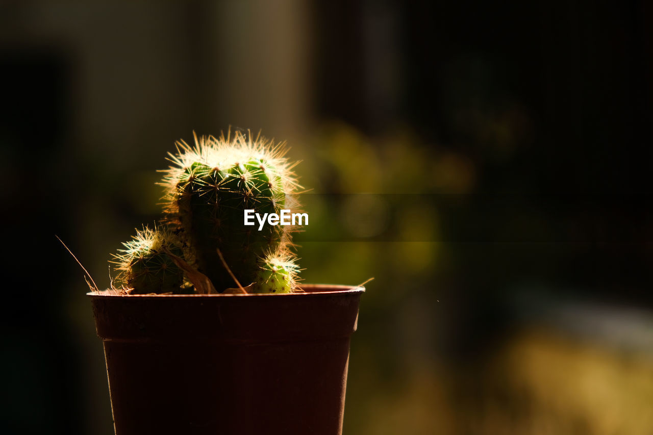 CLOSE-UP OF SUCCULENT PLANT