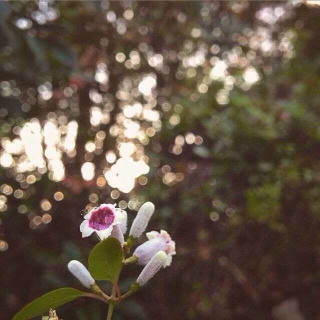 CLOSE-UP OF FLOWERS BLOOMING