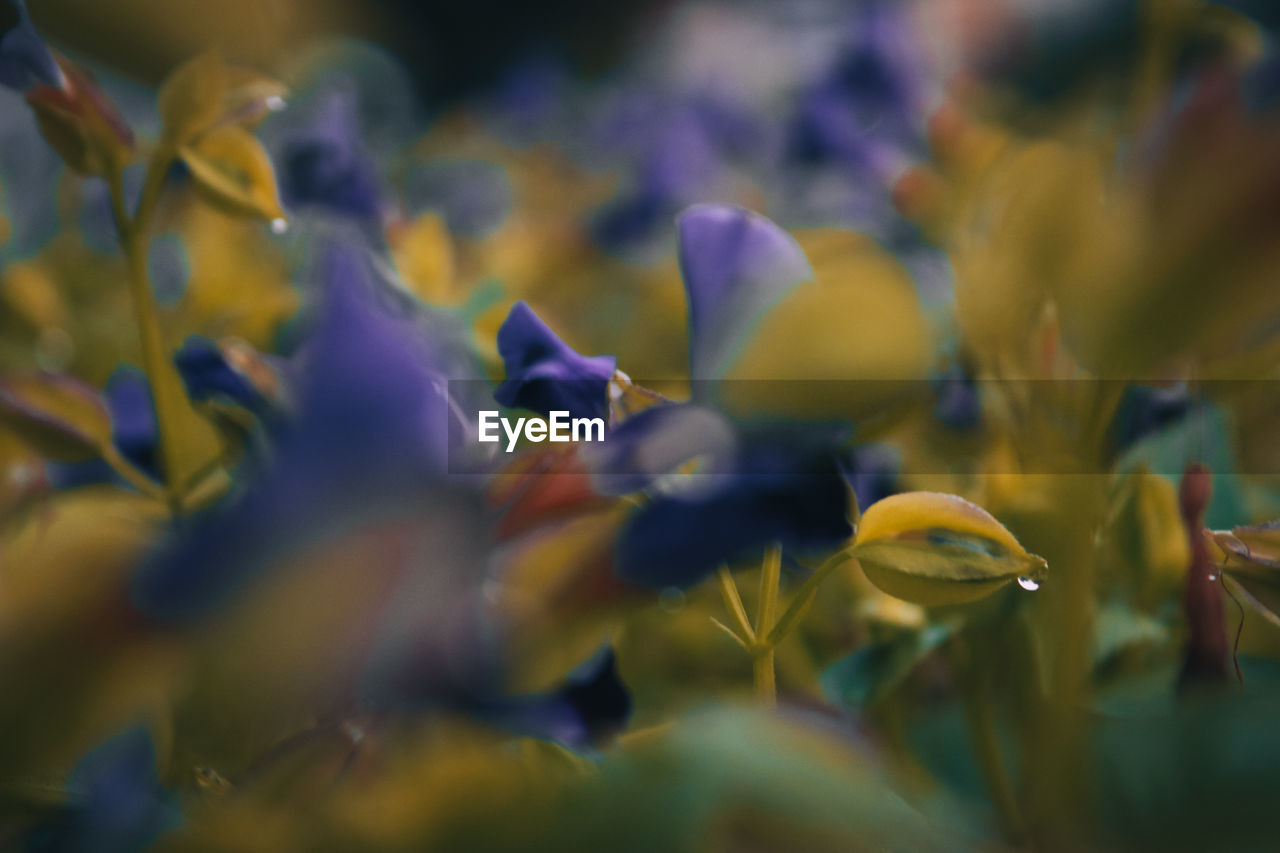 CLOSE-UP OF YELLOW FLOWERING PLANTS