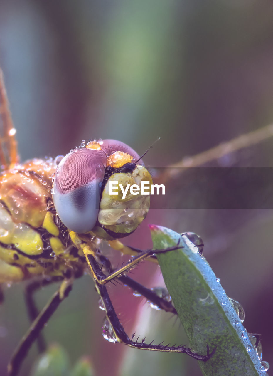 Close-up of insect on plant