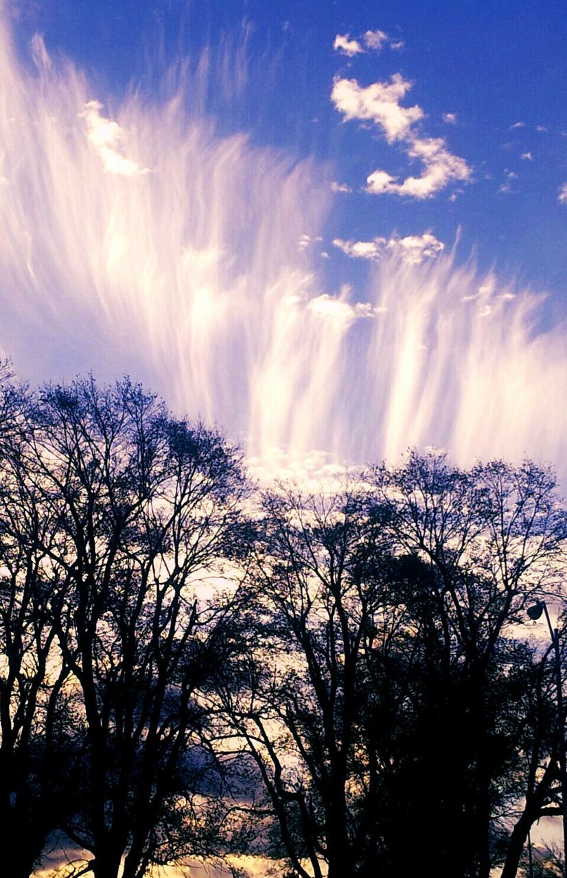 SILHOUETTE OF TREES AGAINST SKY