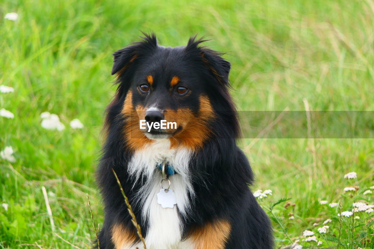 Close-up of dog looking away on field