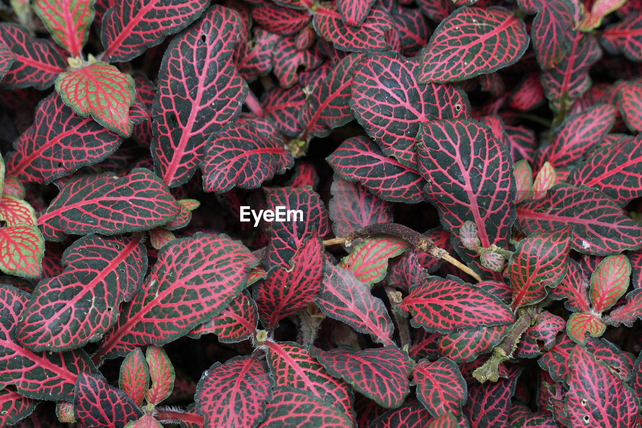 Full frame shot of leaves growing outdoors