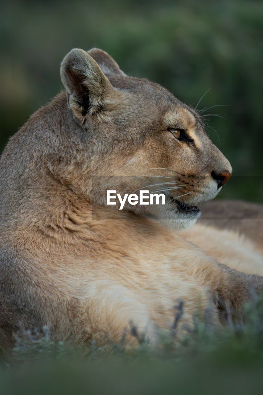 close-up of lioness in zoo