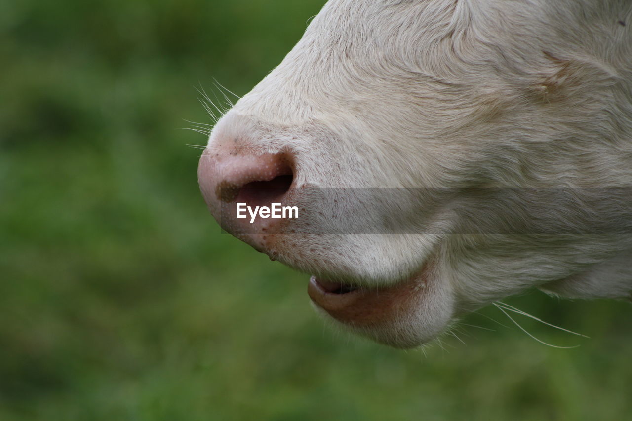 Close-up of cow