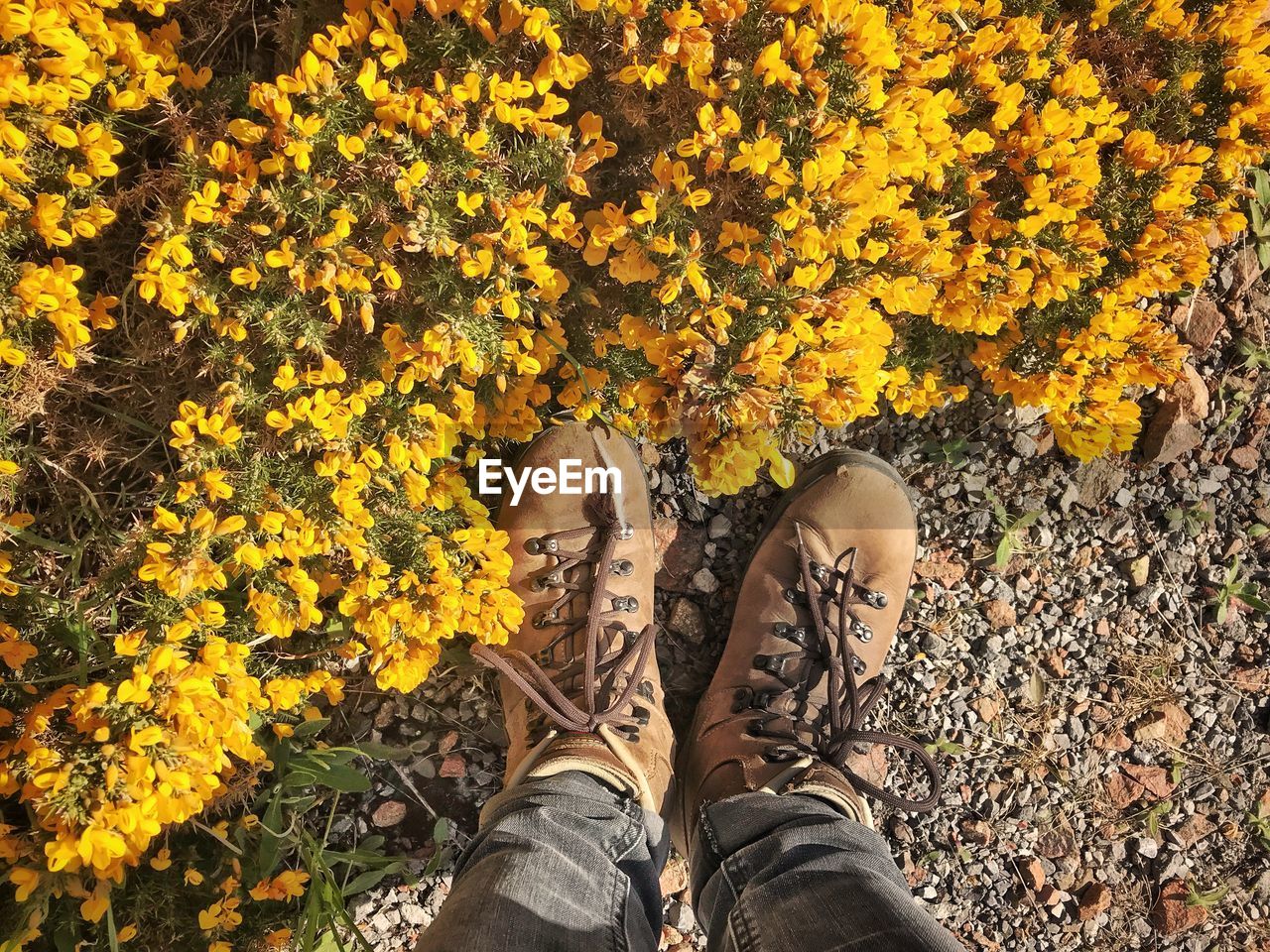 Low section of man standing on yellow flowers on land