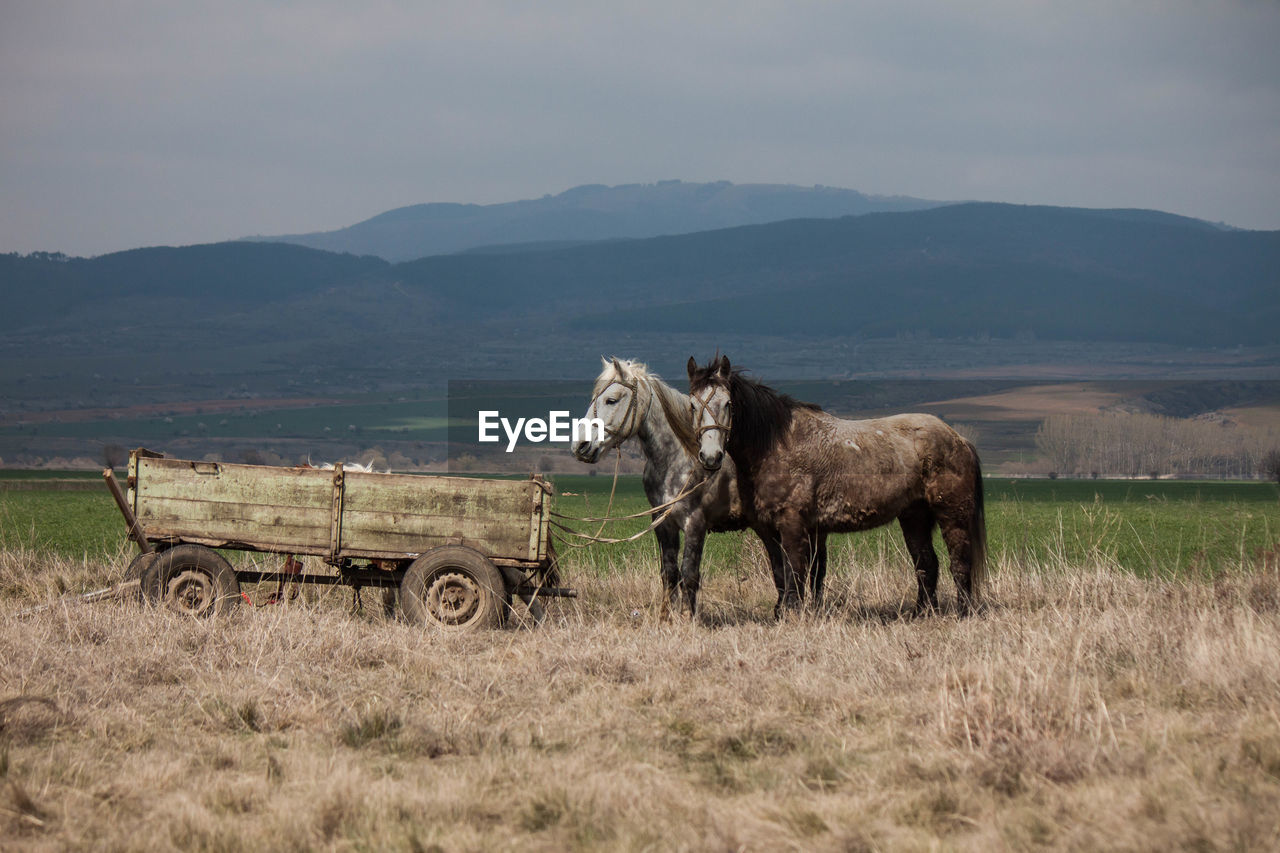 Horses tied on trailer on field