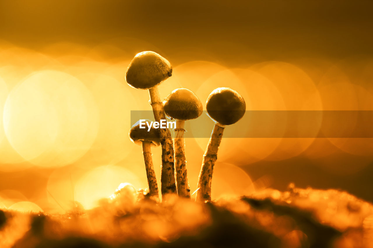Close-up of mushrooms on field against sky during sunset