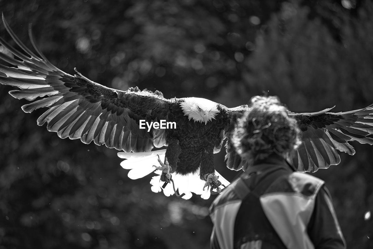 A bald eagle is landing - falconry