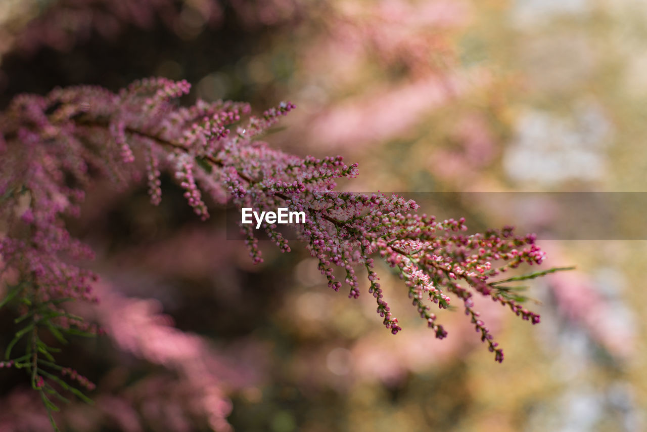 Close-up of pink cherry blossoms in spring