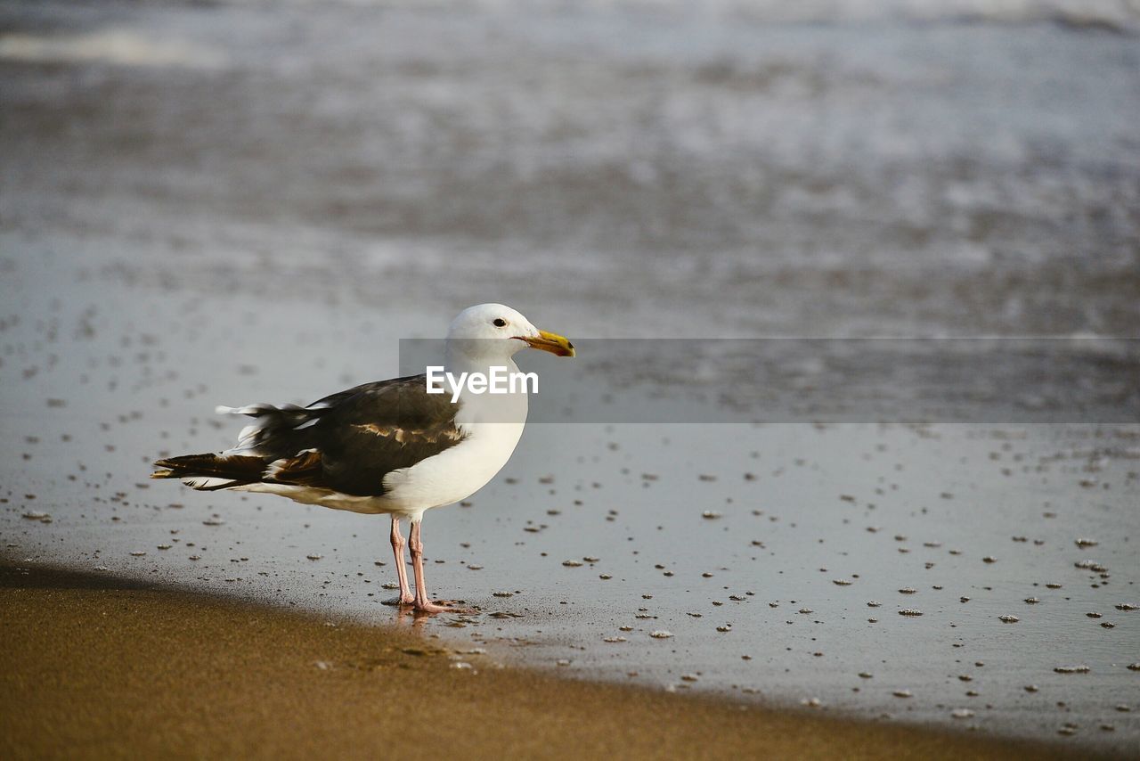 SEAGULL PERCHING ON A SEA