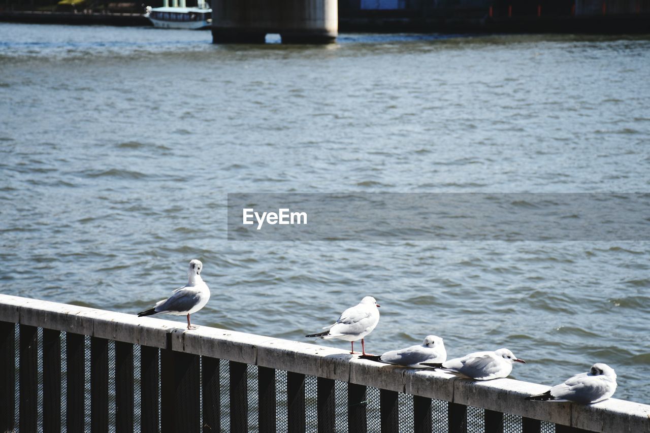 SEAGULLS PERCHING ON PIER