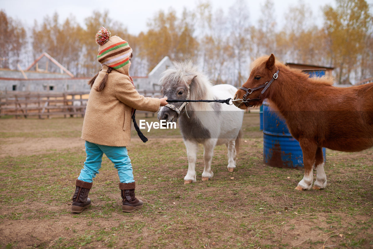 Girl with ponies on horse farm