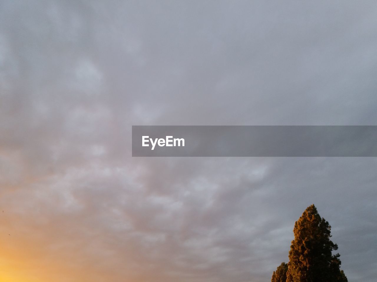 LOW ANGLE VIEW OF TREE AGAINST SKY AT SUNSET