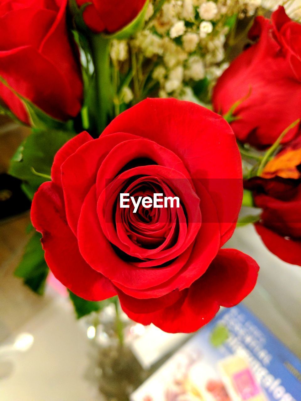 CLOSE-UP OF RED ROSES