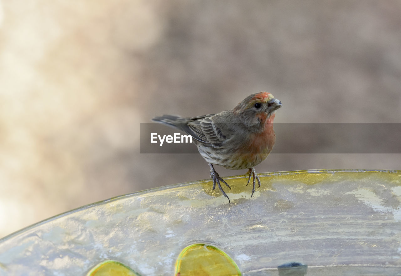 CLOSE-UP OF BIRD PERCHING ON STEM