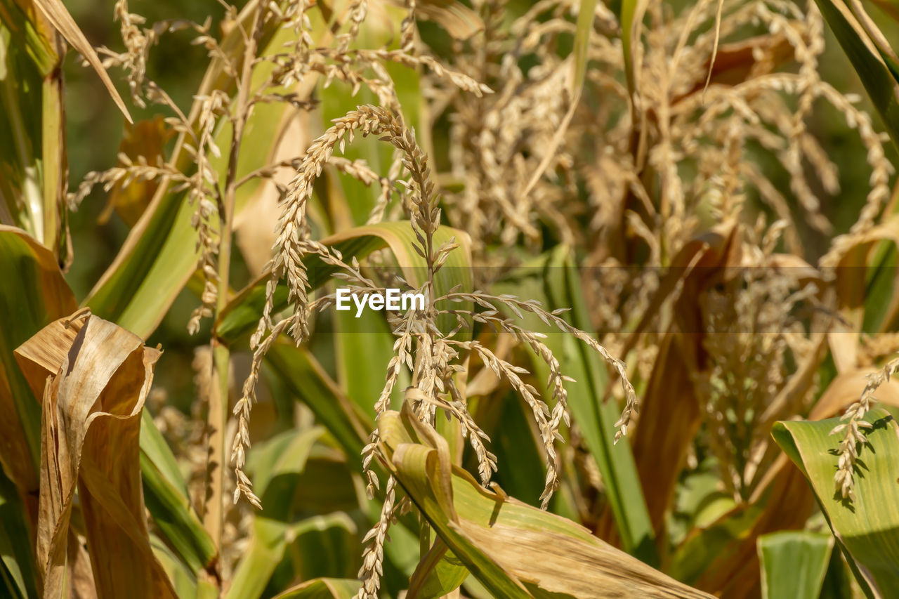 CLOSE-UP OF CROP GROWING IN FIELD