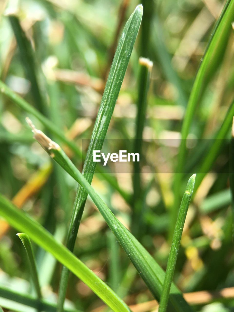 CLOSE-UP OF GRASS OUTDOORS