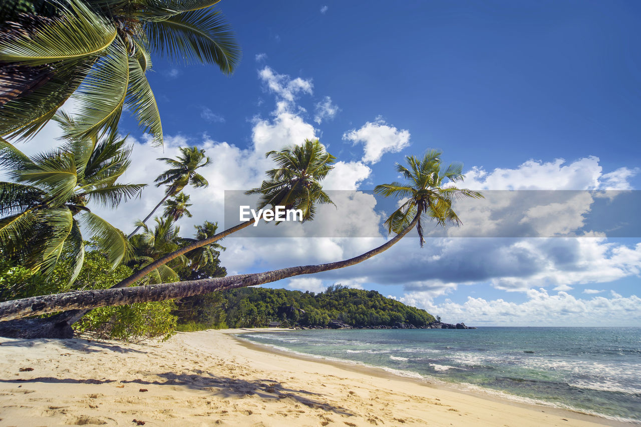 PALM TREES ON BEACH AGAINST SKY