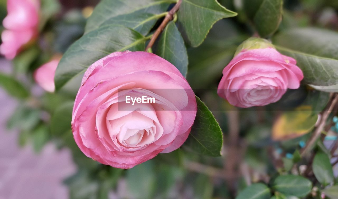CLOSE-UP OF PINK ROSE WITH RED ROSES