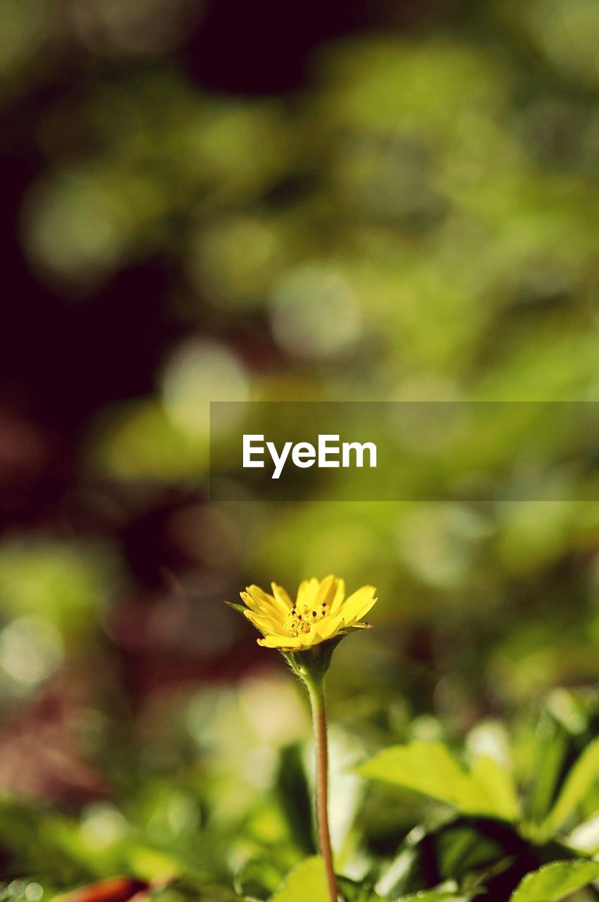 CLOSE-UP OF YELLOW FLOWER BLOOMING