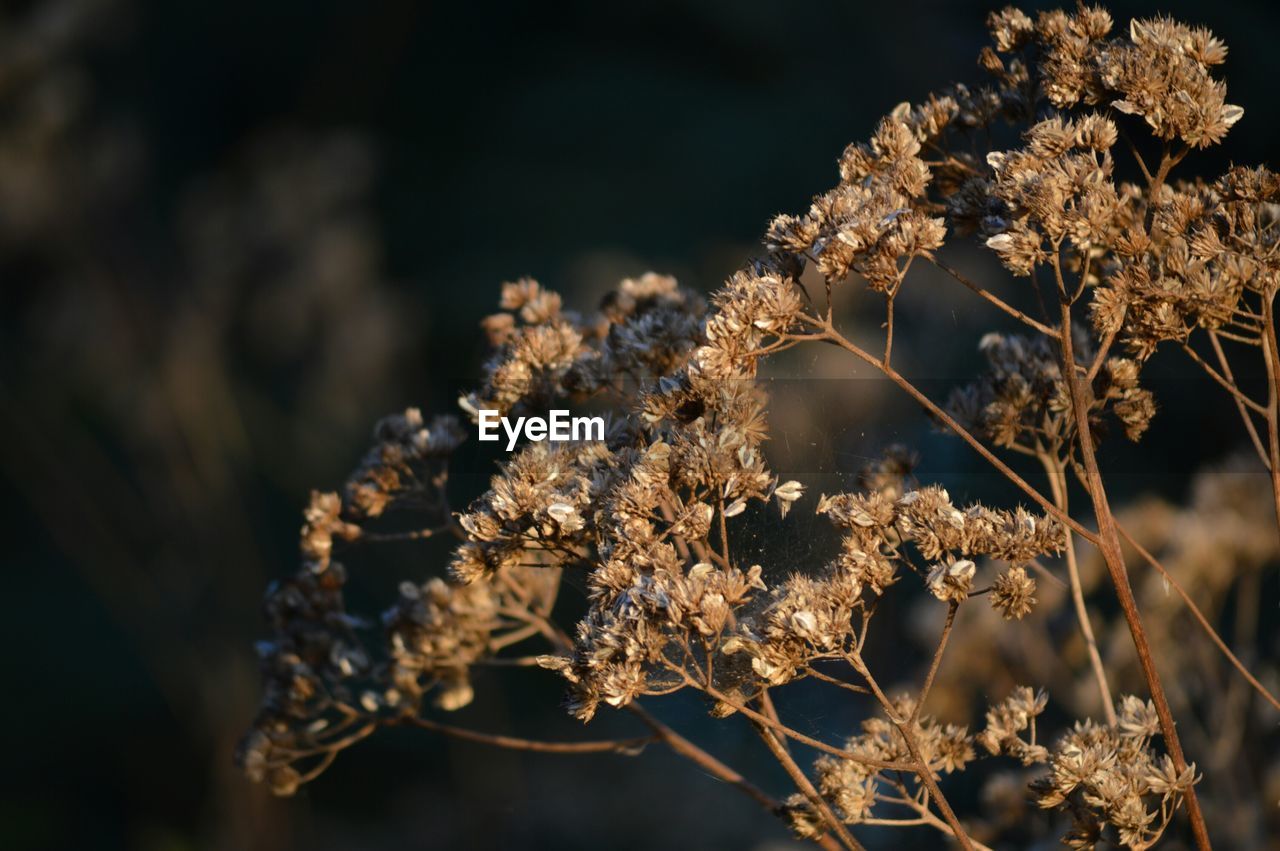 Close-up of wilted plant