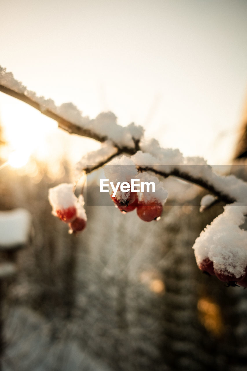 Close-up of frozen plant