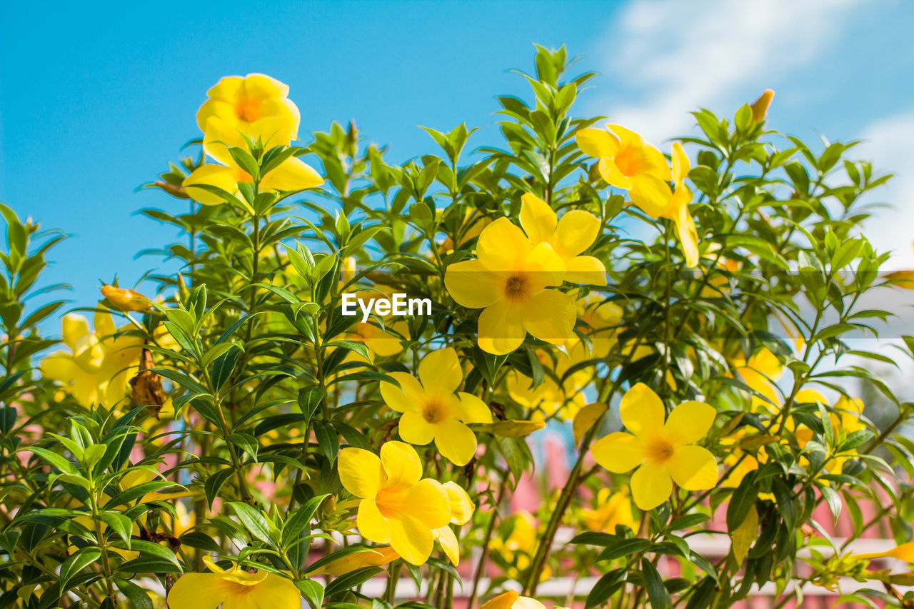 Low angle view of yellow flowering plants against sky