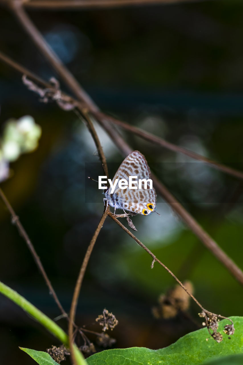 CLOSE-UP OF BUTTERFLY ON TWIG