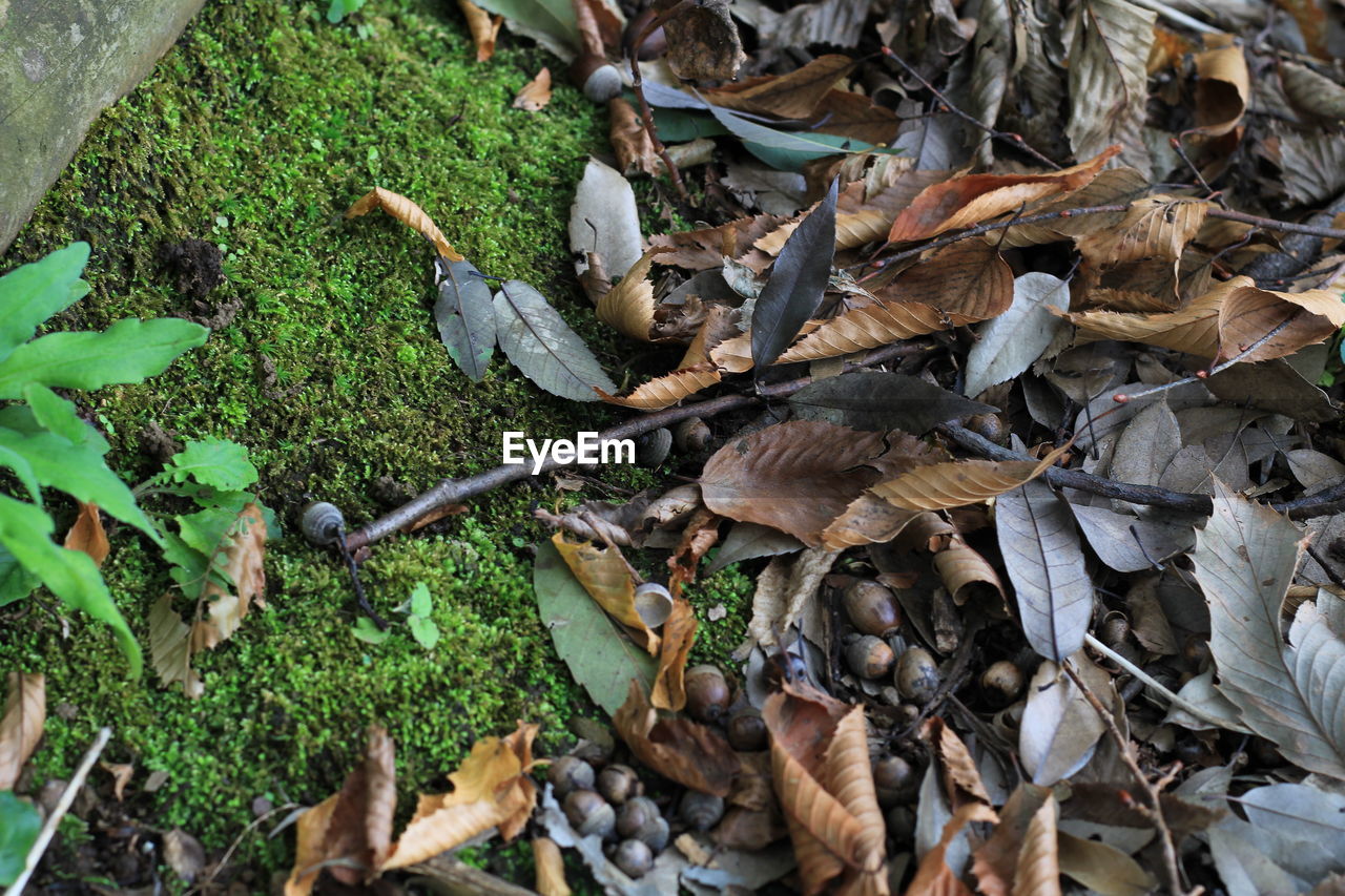 HIGH ANGLE VIEW OF BIRDS ON LEAVES LAND