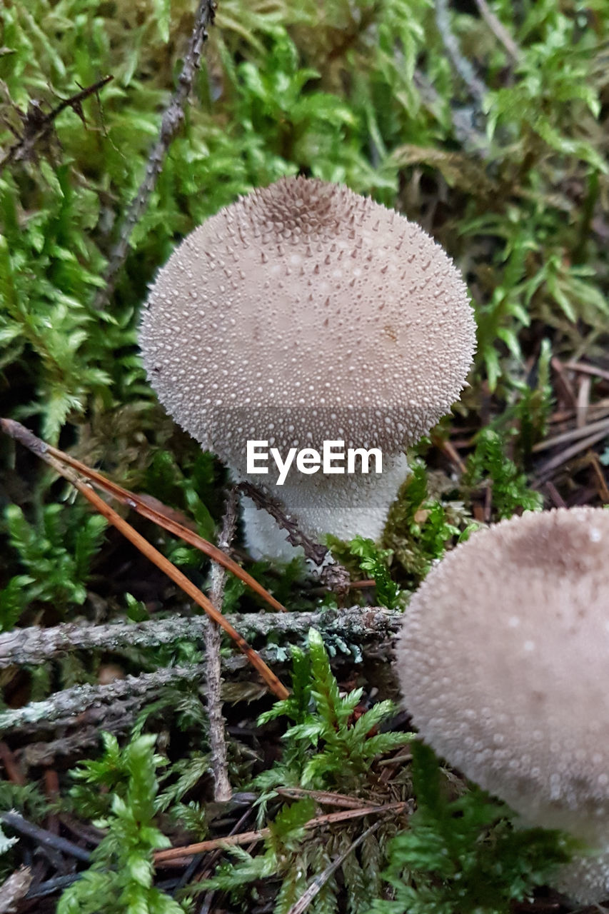 CLOSE-UP OF MUSHROOM ON FIELD