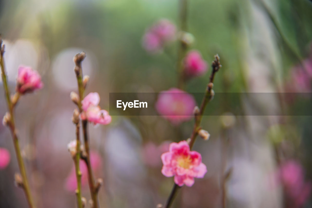 CLOSE-UP OF PINK FLOWERS