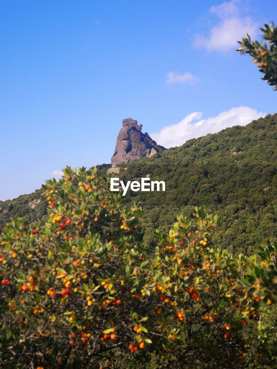 PLANTS GROWING ON MOUNTAIN