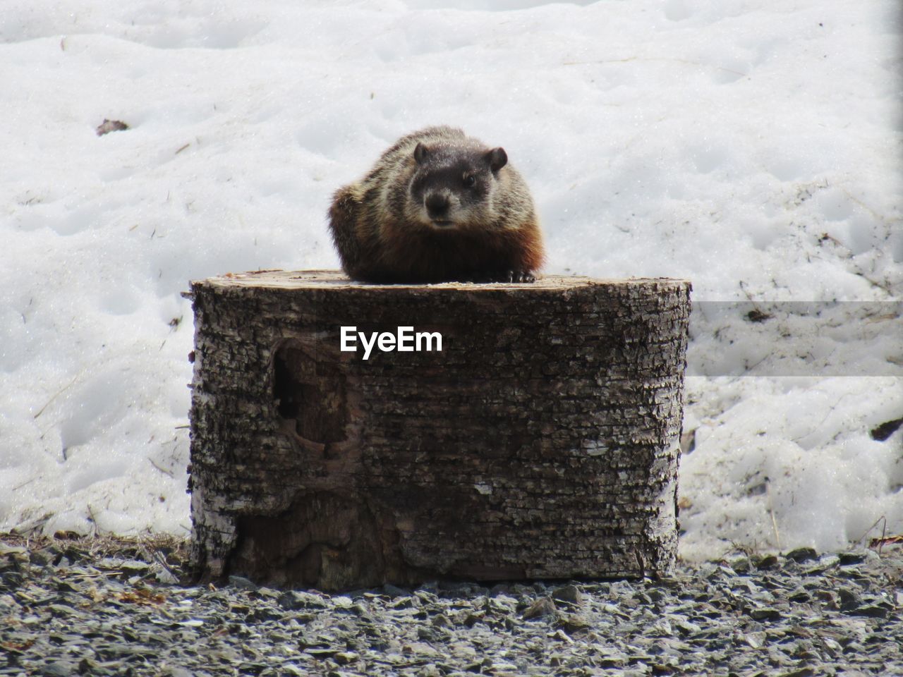 Woodchuck sitting on wood during winter
