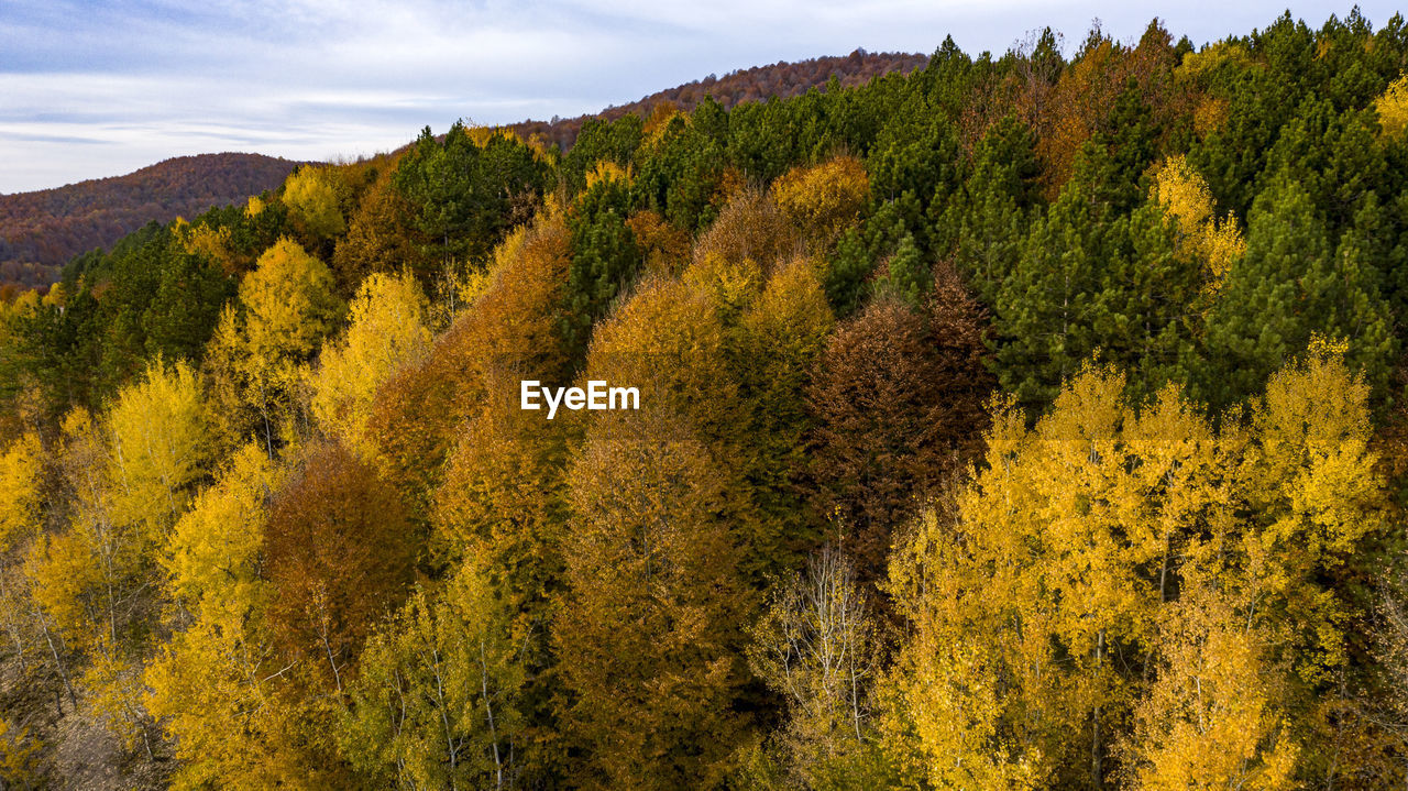 SCENIC VIEW OF AUTUMN TREES