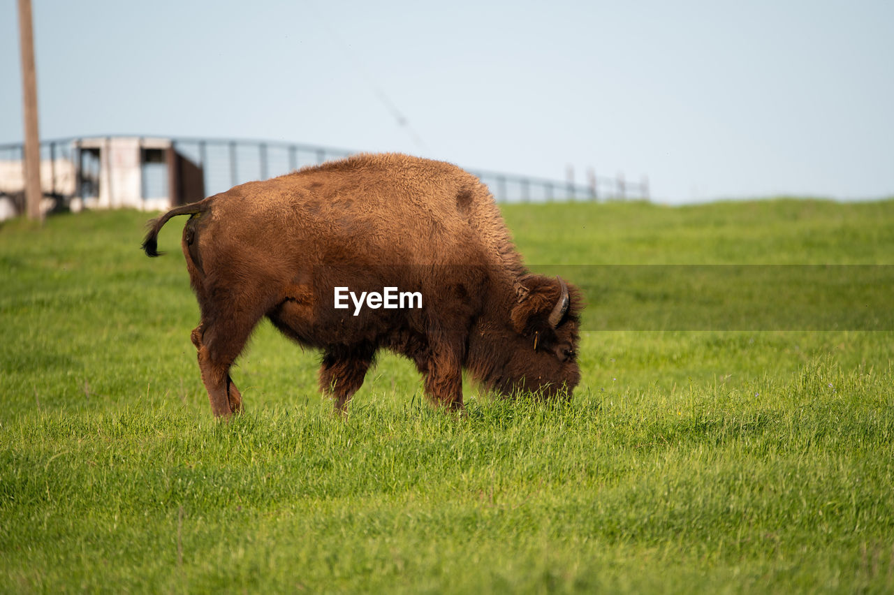 animal themes, animal, mammal, grass, pasture, field, bison, plant, grassland, domestic animals, cattle, grazing, nature, one animal, livestock, no people, sky, prairie, animal wildlife, land, american bison, meadow, agriculture, plain, day, landscape, pet, rural area, brown, green, environment, wildlife, outdoors, side view, clear sky, farm, standing, rural scene