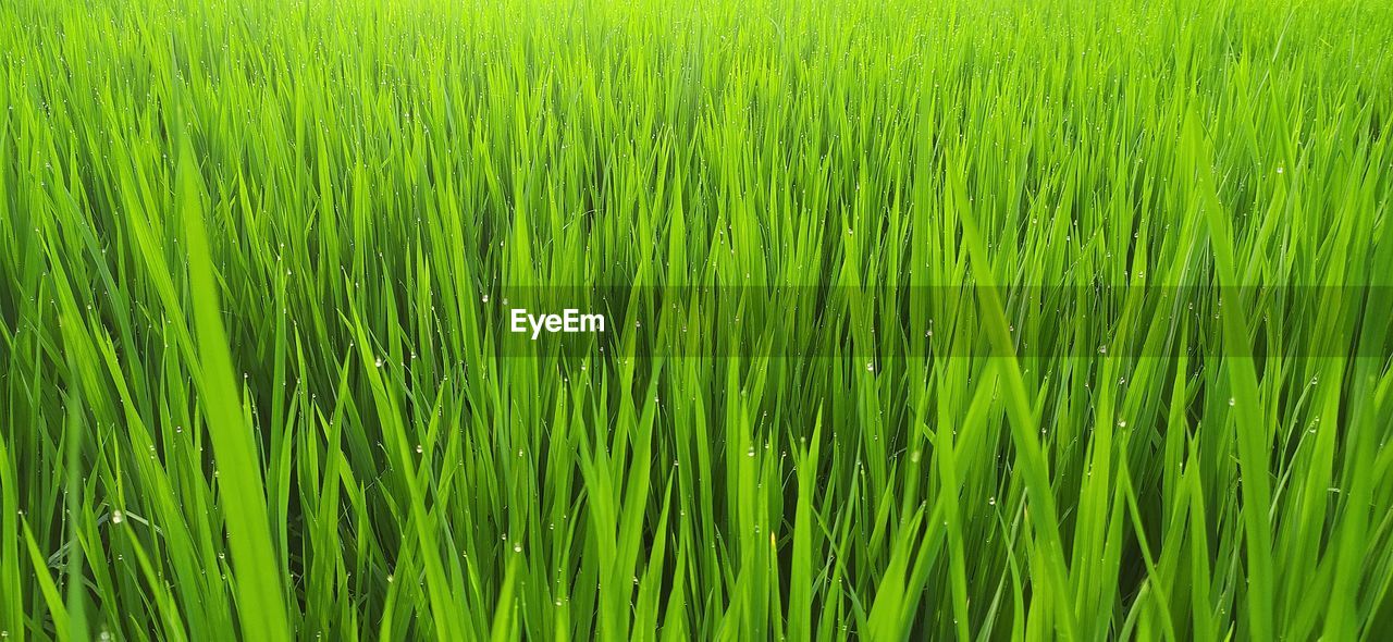 Full frame shot of rice paddy