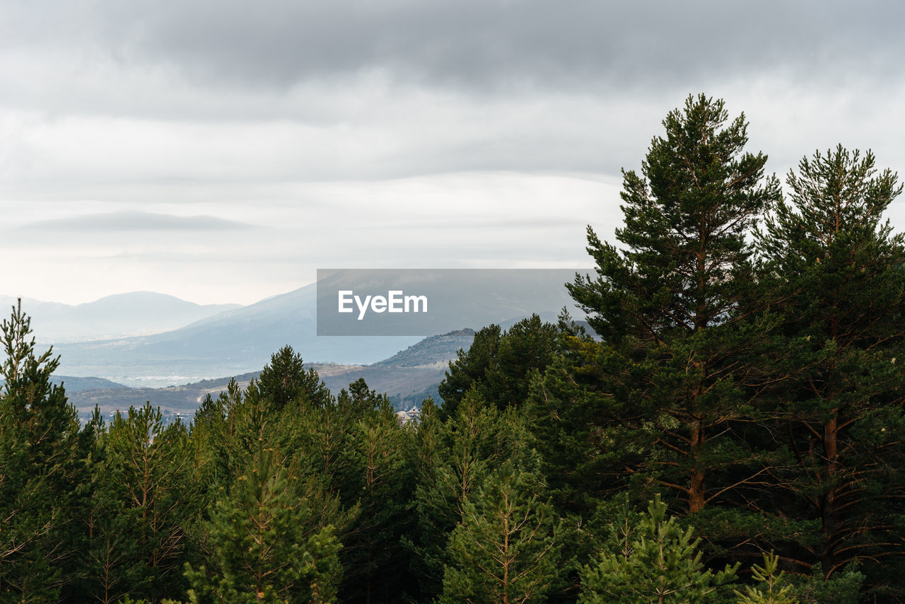 PINE TREES AGAINST SKY