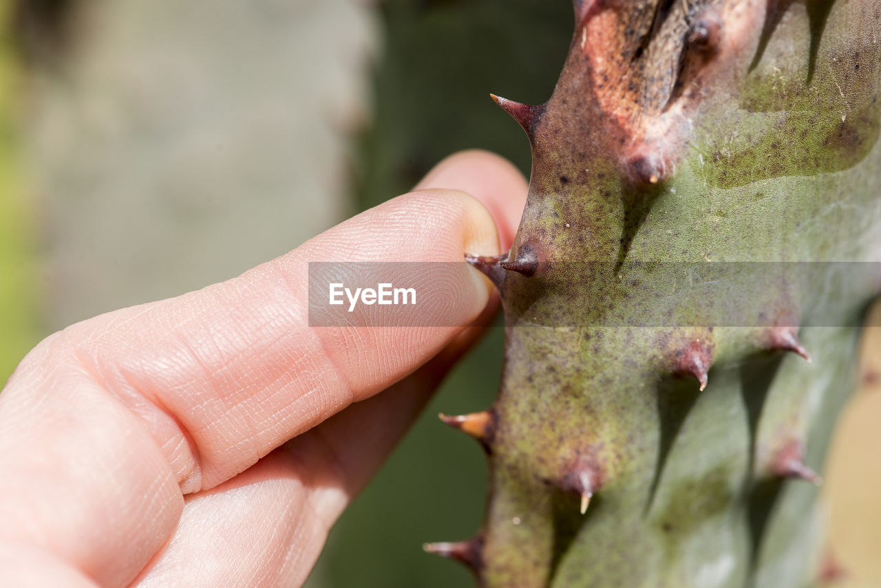 CLOSE-UP OF A INSECT ON A HAND