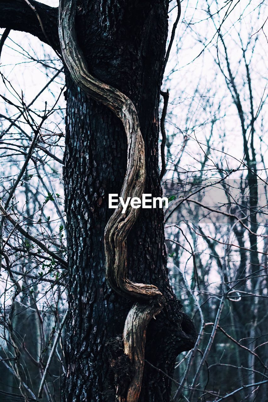 CLOSE-UP OF GIRAFFE TREE IN FOREST