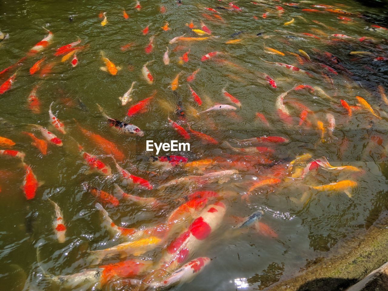 HIGH ANGLE VIEW OF KOI CARPS IN WATER