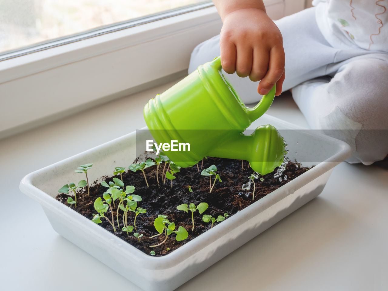 Close-up of woman holding potted plant