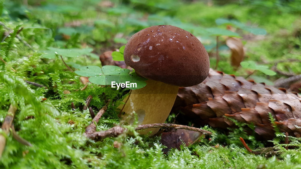 Close-up of mushroom growing on field