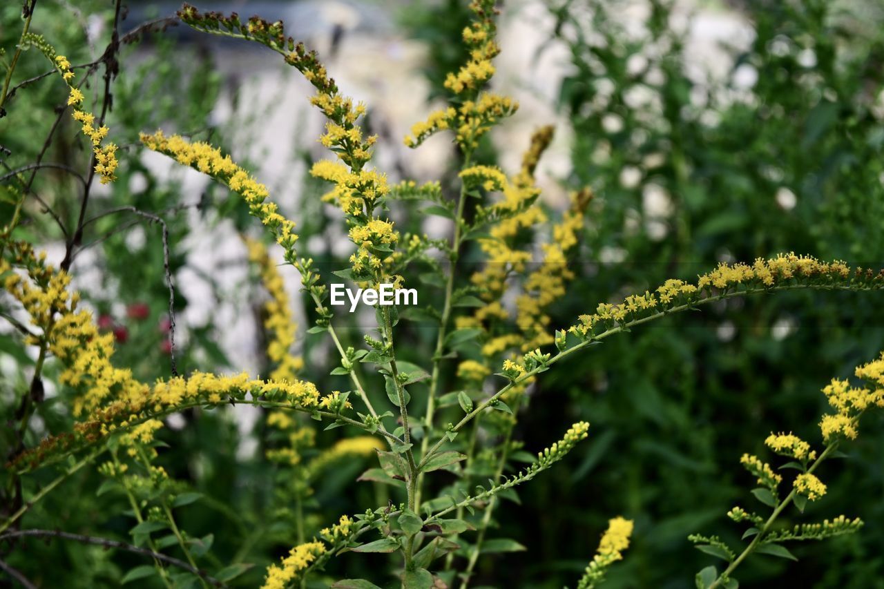 plant, growth, nature, beauty in nature, green, flower, no people, flowering plant, focus on foreground, freshness, plant part, tree, leaf, food and drink, day, shrub, food, outdoors, wildflower, close-up, yellow, land, produce, environment, subshrub, herb, garden, tranquility, sunlight