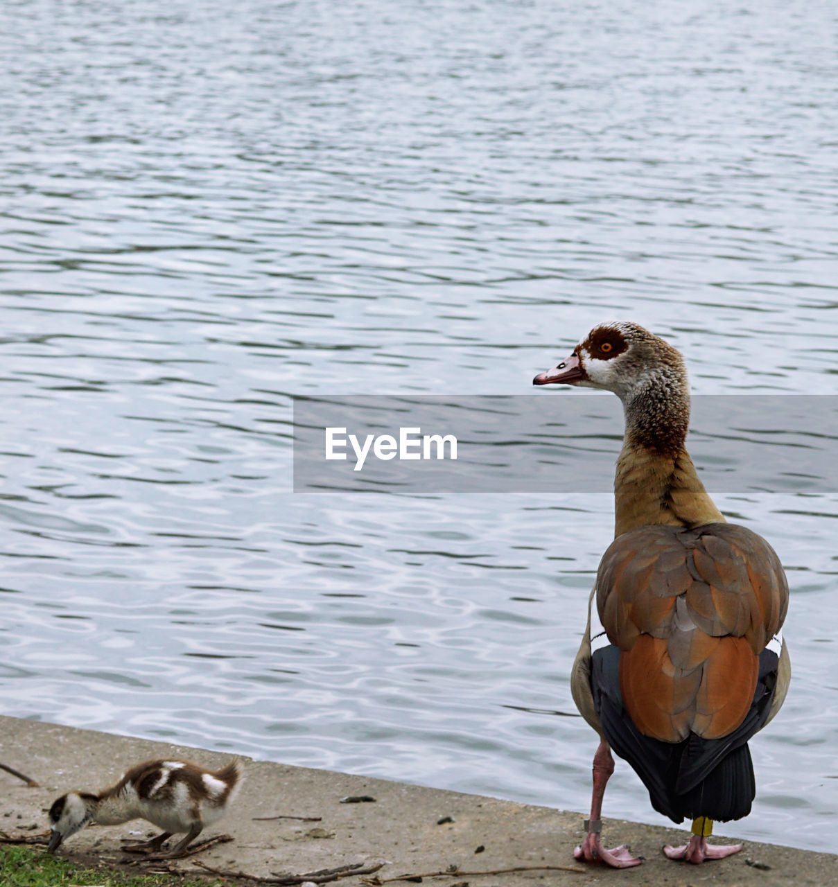 View of bird perching at lakeshore