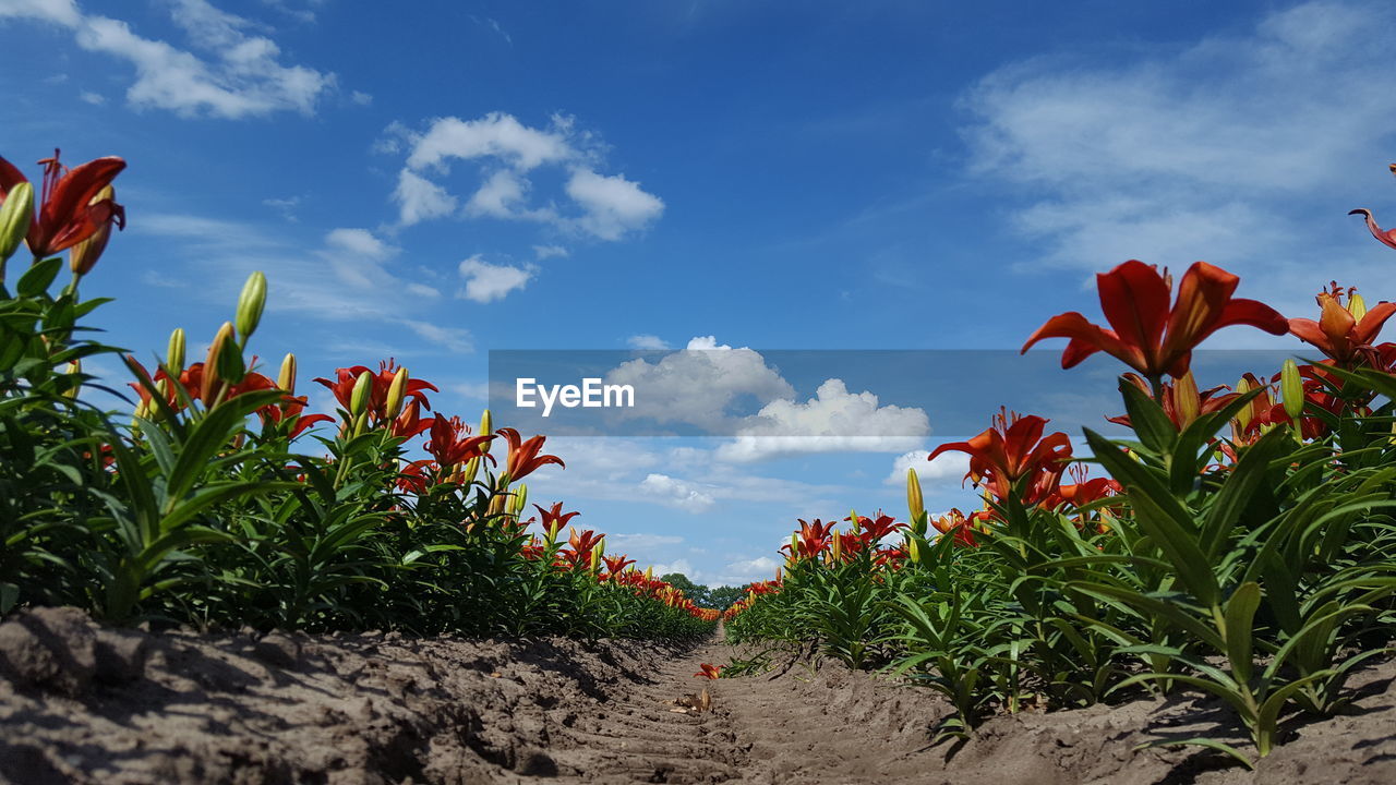 SCENIC VIEW OF RED FLOWERING PLANTS ON FIELD AGAINST SKY